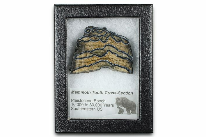 Mammoth Molar Slice With Case - South Carolina #377790